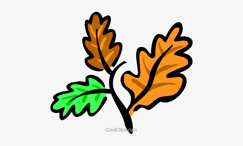 Autumn Leaves Royalty Free Vector Clip Art Illustration - Characteristics Of The Trees, transparent png download