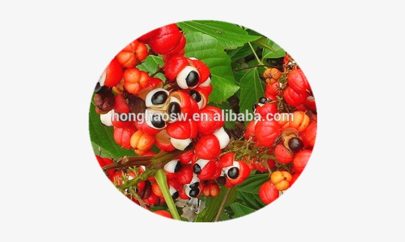 3 - Guarana Extract, transparent png download