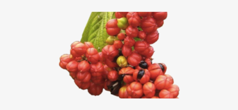 Imagens Do Pe De Guarana, transparent png download