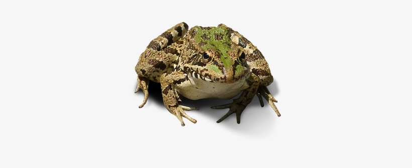 Rana, Imagen Recortada, Rana Sin Fondo - Frog, transparent png download