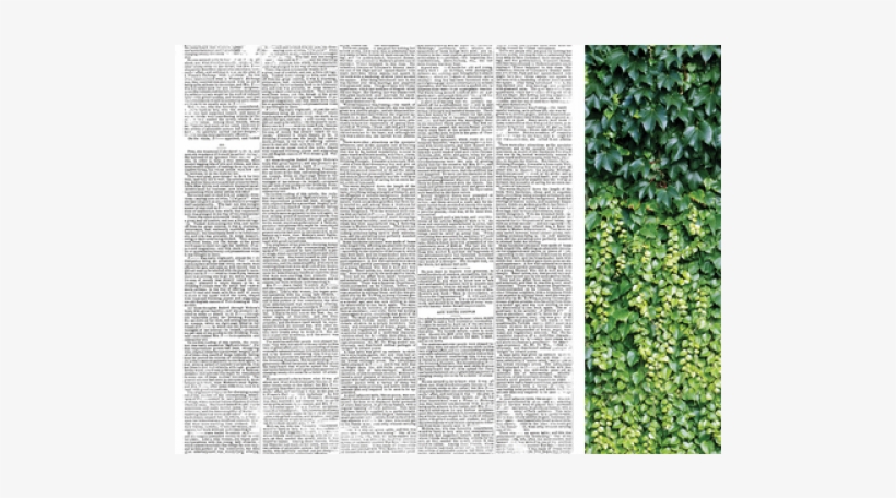 Kaisercraft Wandering Ivy Scrapbook Paper - Kaisercraft Wandering Ivy Archives Paper, transparent png download