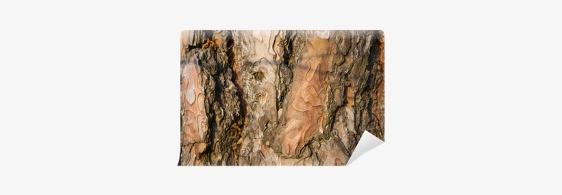 Bark, transparent png download