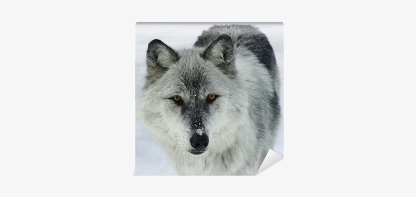 Gray Wolf With Purple Eyes, transparent png download