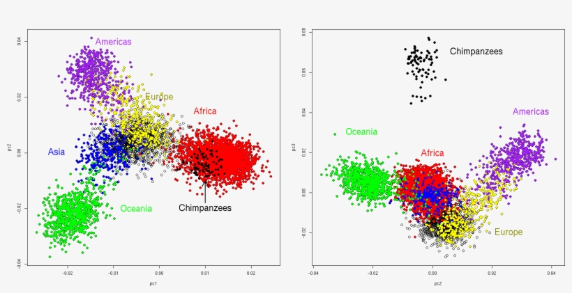 And Here Are Mean Fst's As A Measure Of Interpopulation - Diagram, transparent png download