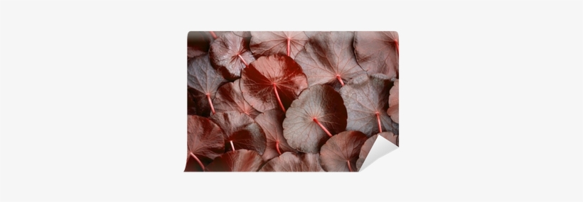 Mural De Parede Feche Acima Do Círculo Decoração Do - Centella Asiatica Red, transparent png download
