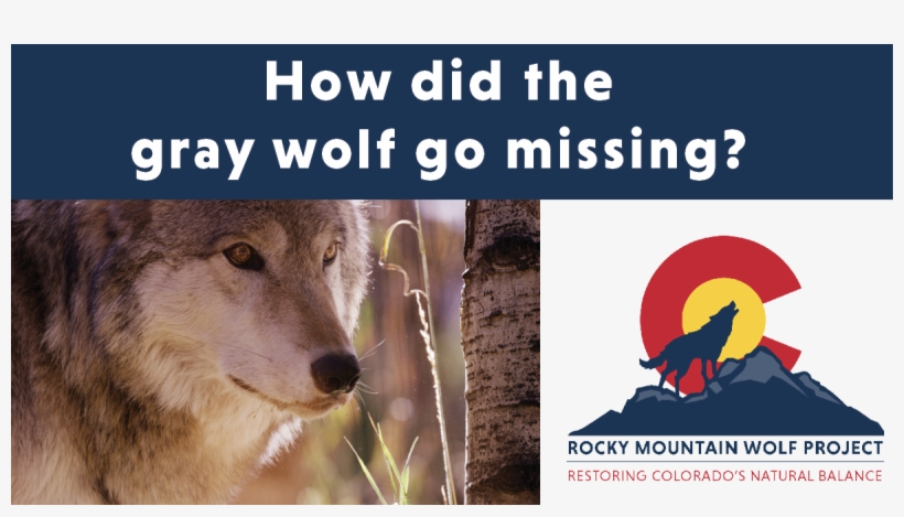 Icymi Check Out One Of Our Latest Blogs And Learn How - Canis Lupus Tundrarum, transparent png download