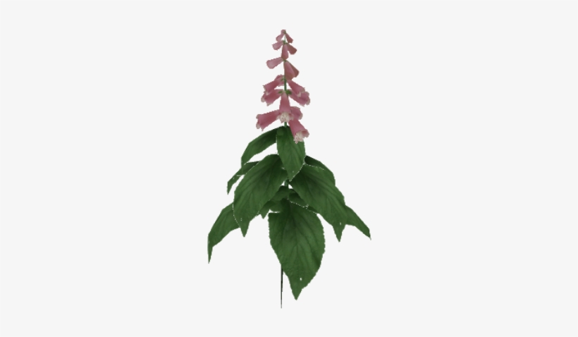 Foxglove - Christmas Tree, transparent png download