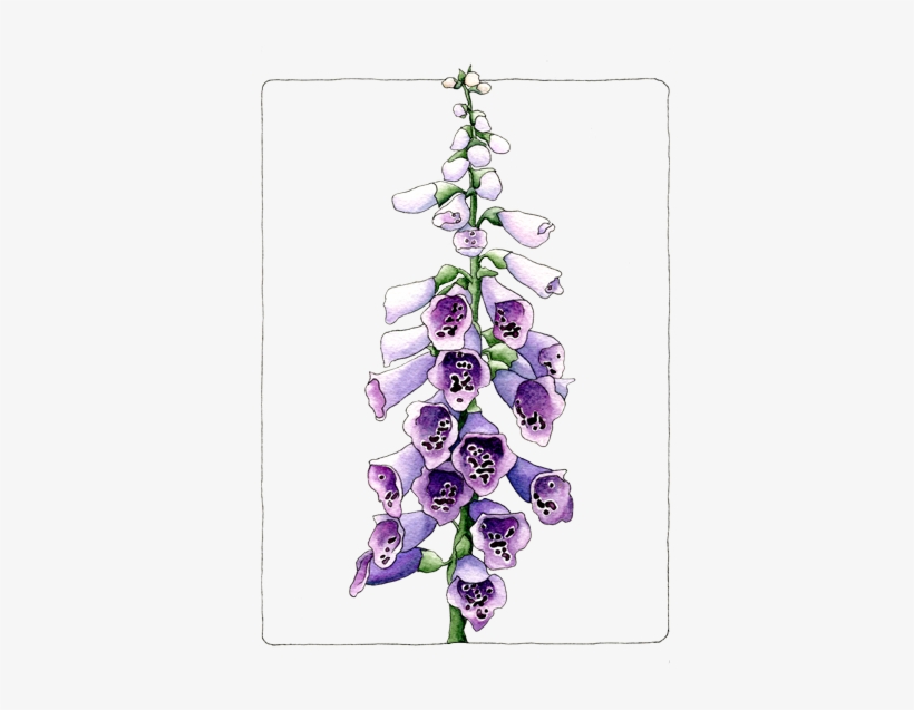 Foxglove - Grape Hyacinth, transparent png download