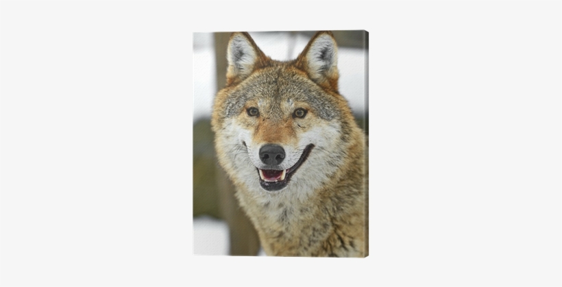 Wolf, transparent png download