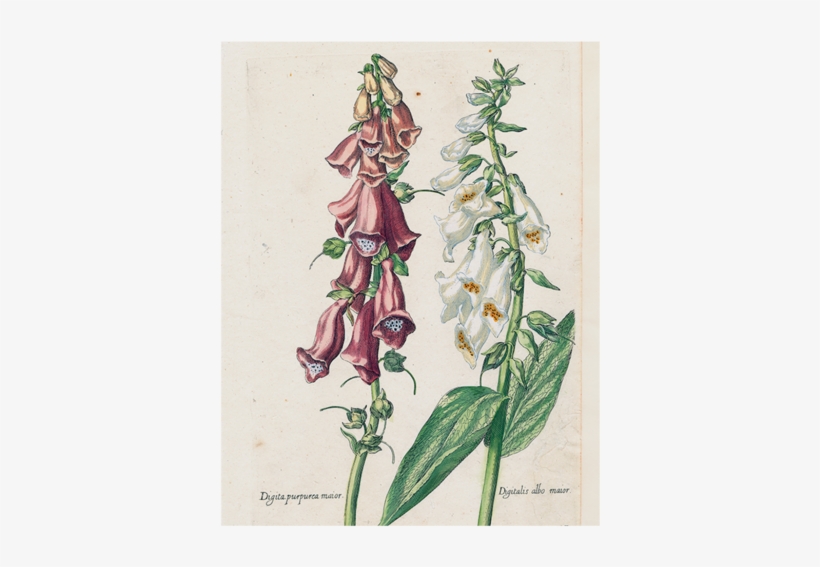 Double Foxglove - Digitalis, transparent png download