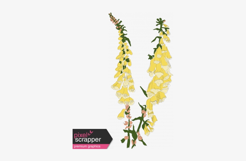 Foxglove Color Illustration - Illustration, transparent png download