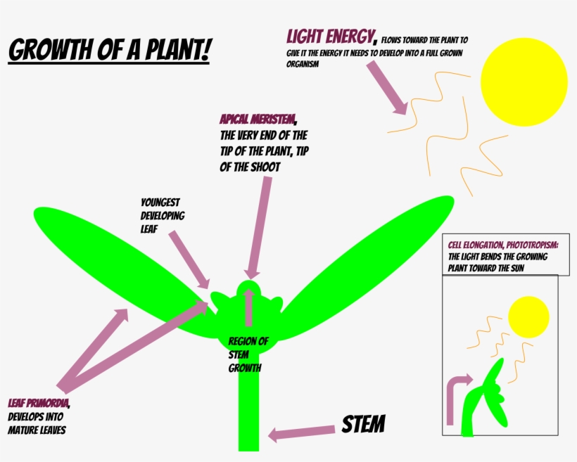 Open - Plant Development, transparent png download