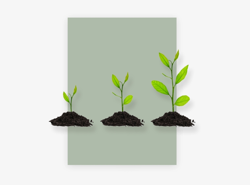 Plant Growth Products - Market, transparent png download