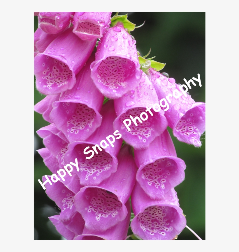 Here Is A Selection Of My Pictures That I Have Taken - Digitalis, transparent png download