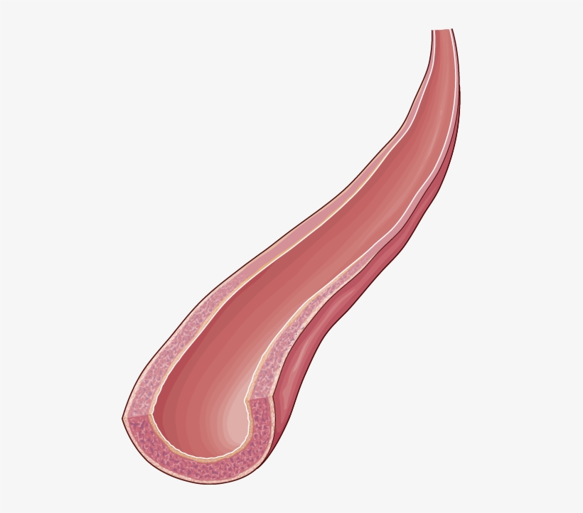Arteries - Plywood, transparent png download