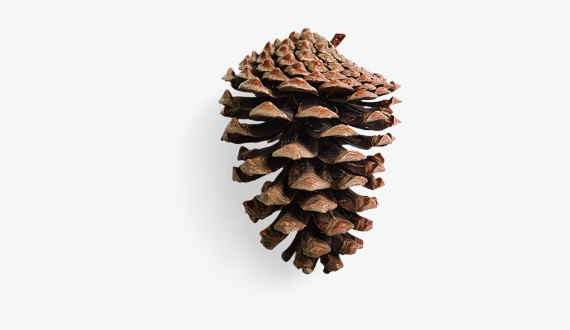 Pinecone - Conifer Cone, transparent png download