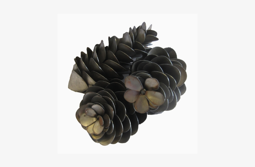 Come To The Iron Barn And Take A Look At Our Pine Cones - Mexican Pinyon, transparent png download