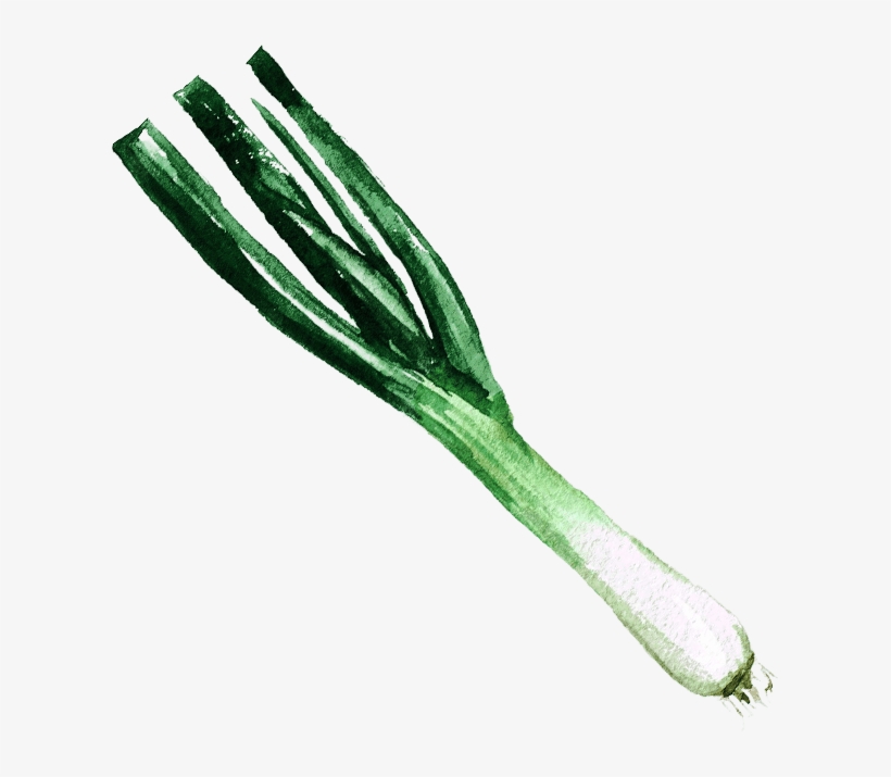 H5 Img - Welsh Onion, transparent png download
