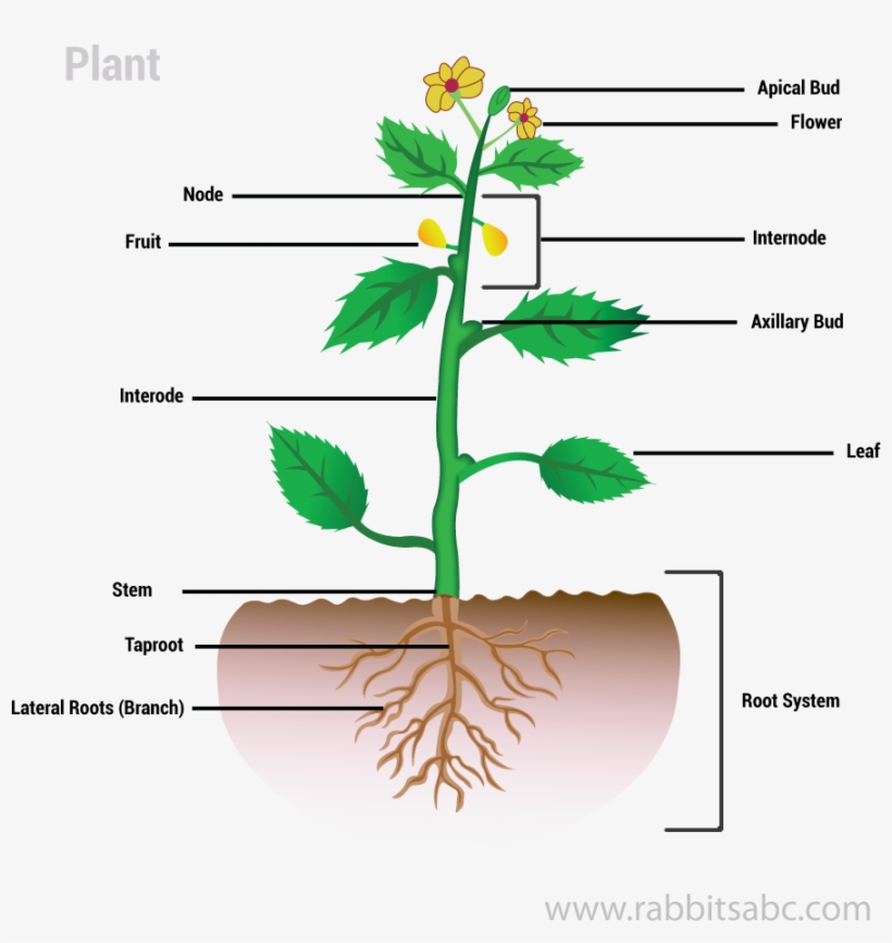 Parts Of A Plant - Plants, transparent png download