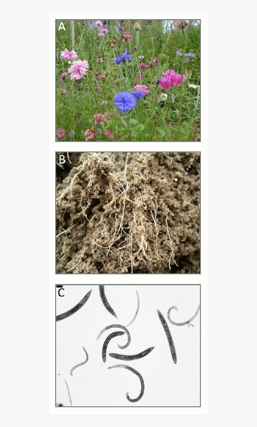 Plant Root Traits Are Important Drivers Of Soil Food - Gif, transparent png download