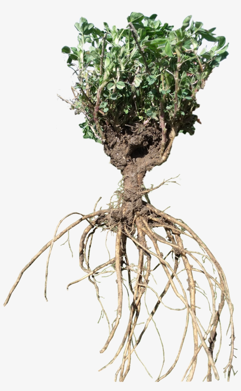 Secure Br - Legume Plants Transparent, transparent png download