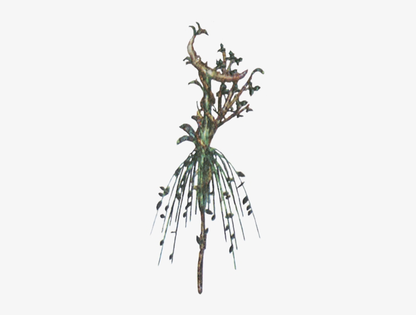 Af Green Cane - Wiki, transparent png download