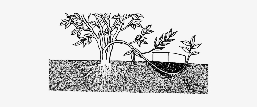 This Is A Drawing Of A Propagation Technique Called - Mexican Pinyon, transparent png download