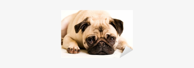Cute Sad Pug, transparent png download