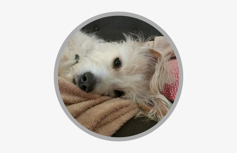 Daisy Is Basically The Office Mascot - Chinese Crested Dog, transparent png download