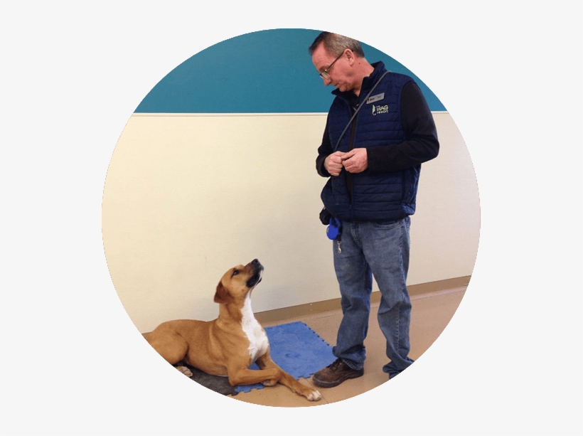 Training A Brown Dog - Dog, transparent png download