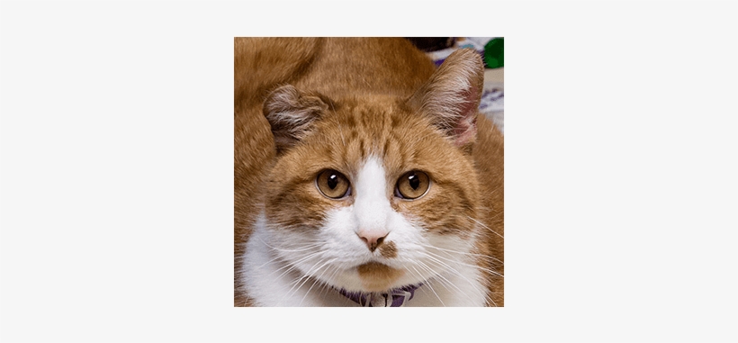 Team Member Ty At Mundelein Animal Hospital - Mundelein Animal Hospital, transparent png download