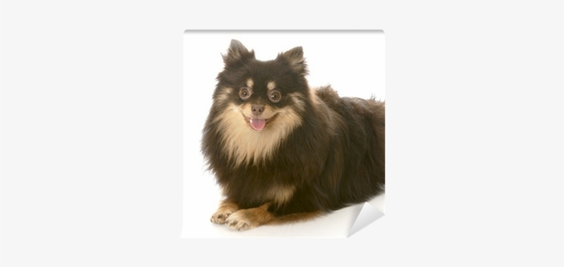 Pomeranian Puppy Laying Down Keepsake Box, transparent png download