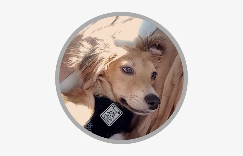 He Snorts Like A Pig When He Sleeps, Hops Like A Bunny - Wrigley Company, transparent png download