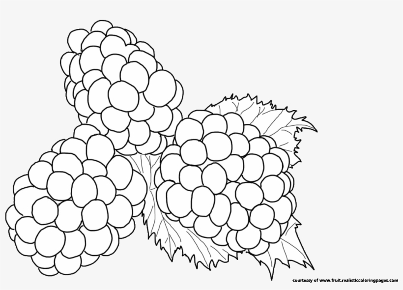 Picture Freeuse Plant At Getdrawings Com - Illustration, transparent png download