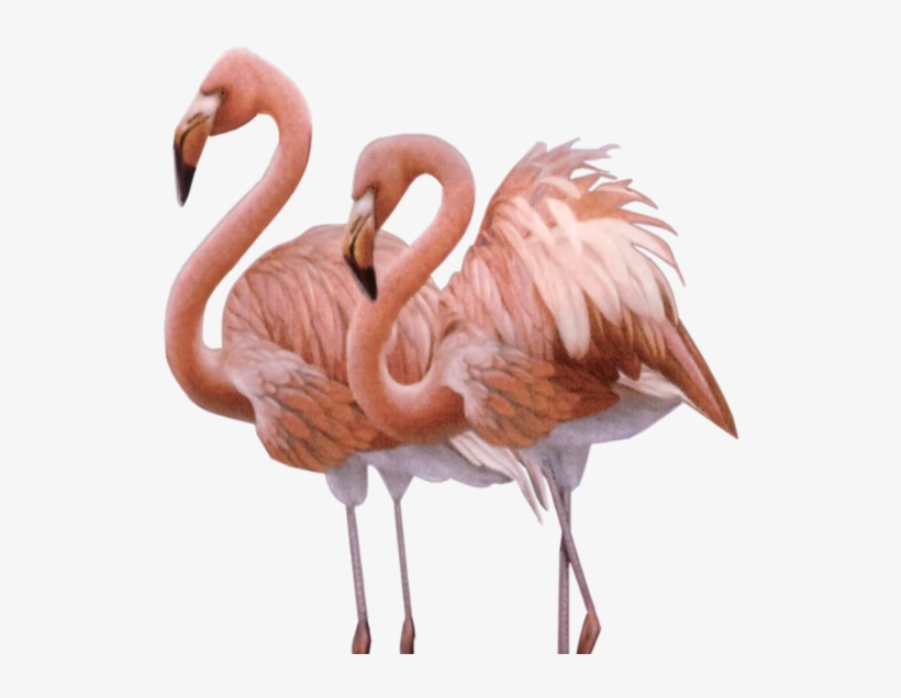 Wahania Liczebności Tego Flaminga Mogą Być Dość Znaczne - American Flamingo, transparent png download
