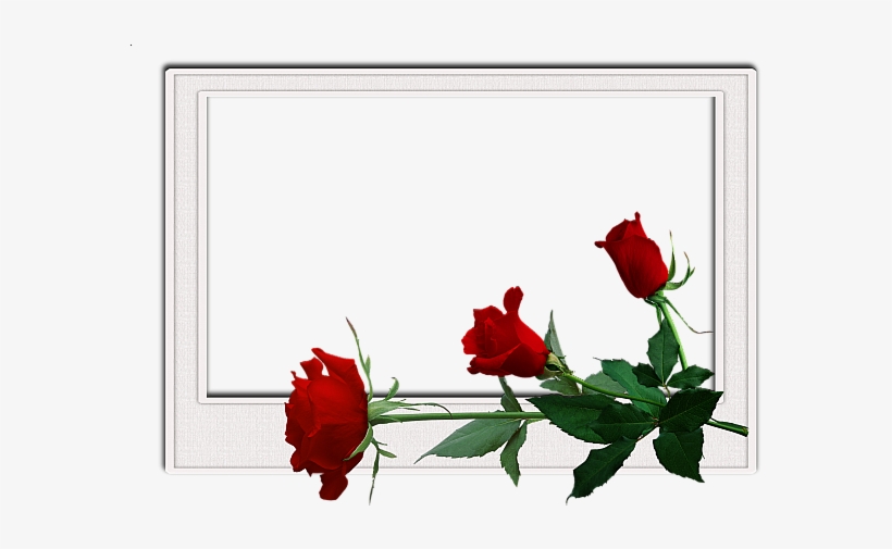 Flowers Frame Birthday Frames, Florida State University, - Frames Flowers, transparent png download