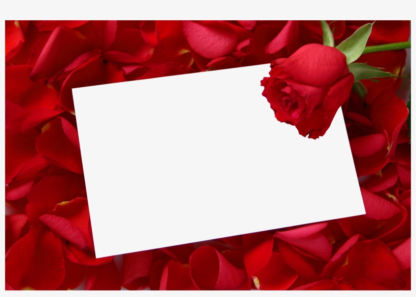 Y Eb14f479 Paper Background, Text Background, Background - Red Roses Photo Frames, transparent png download