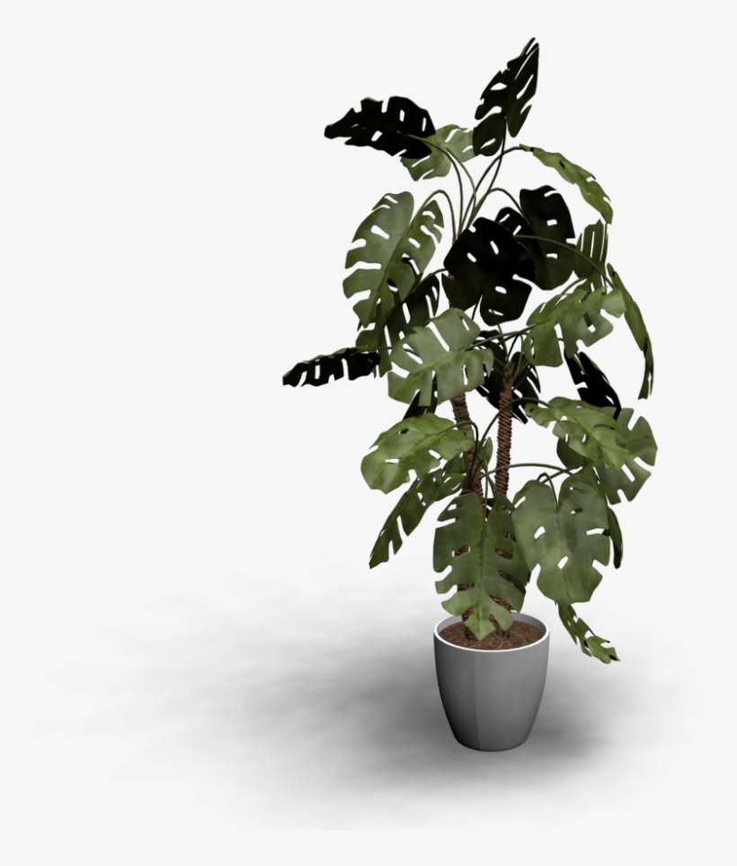 Monstera - Design, transparent png download