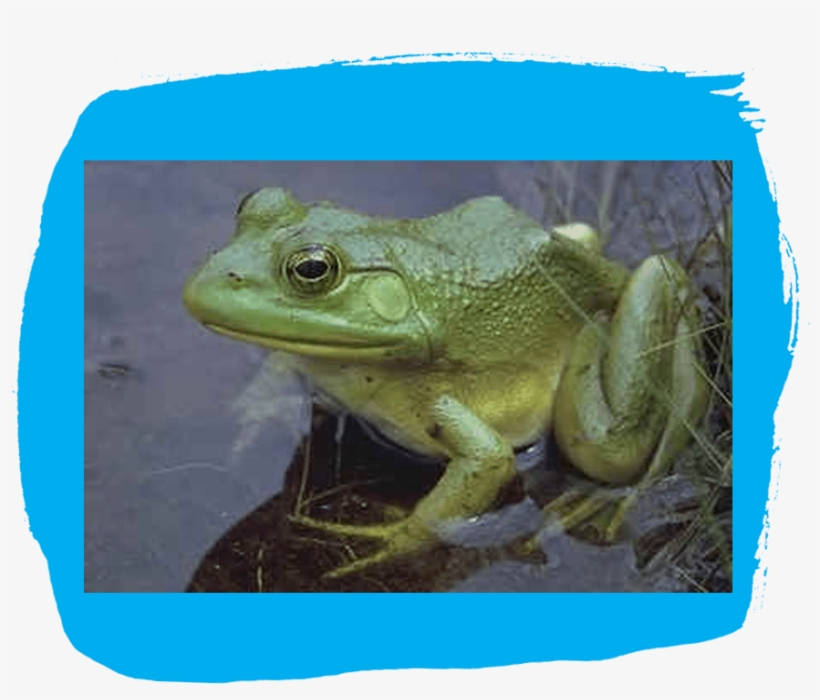 Abnormal Frogs Are Hopping Around In America's Suburbs, - Quakende Frösche, transparent png download