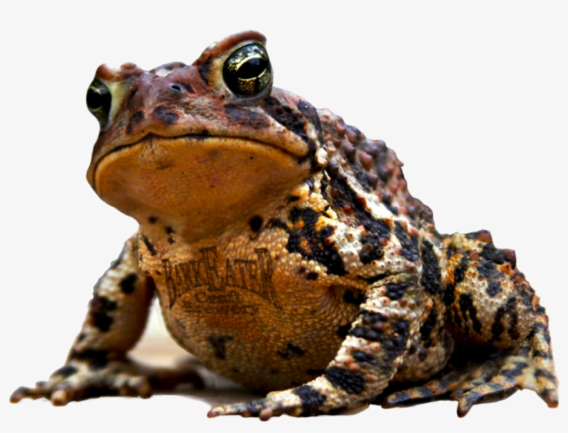 Ale Toad - Eastern Spadefoot, transparent png download