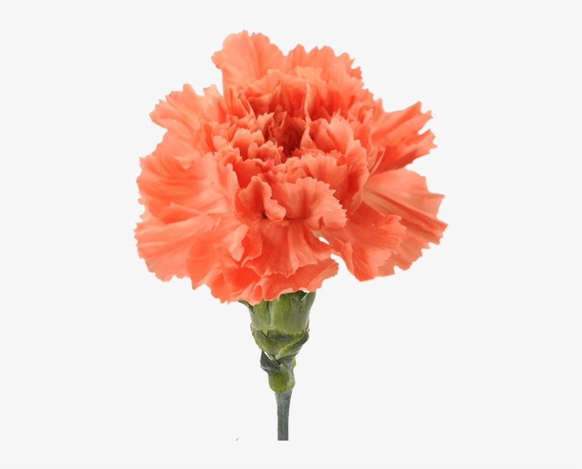Orange Hermes - Orange Carnation, transparent png download