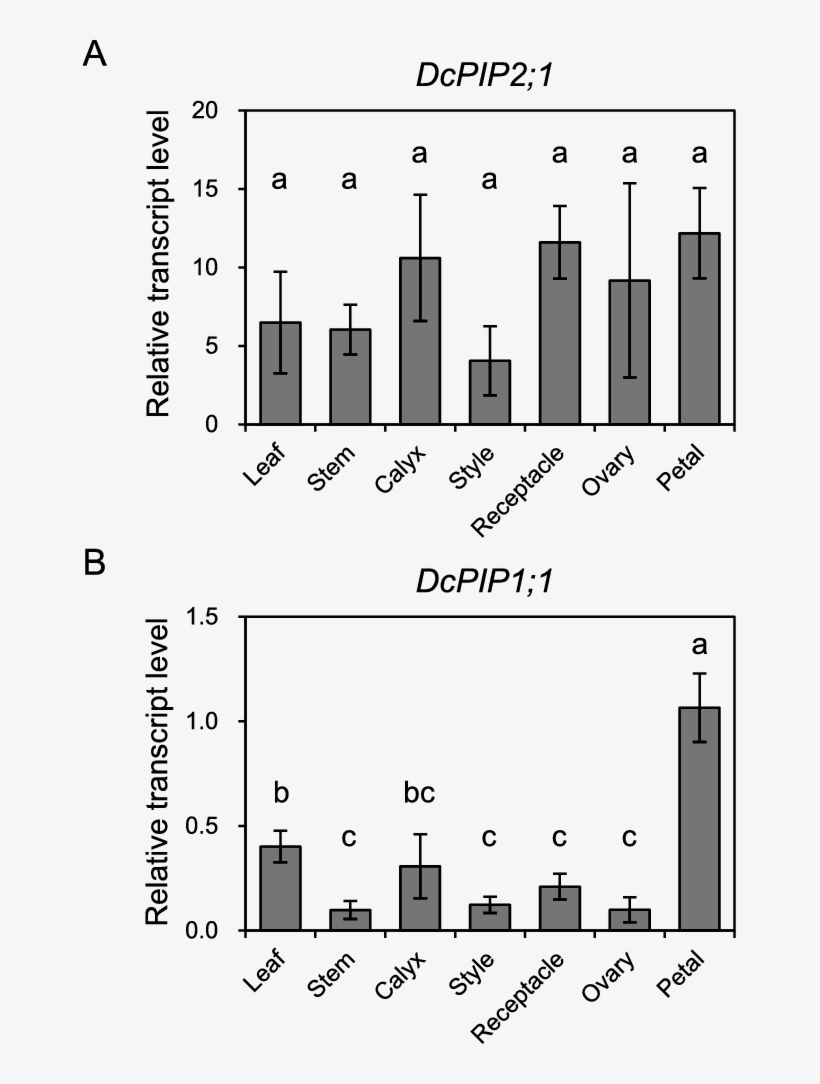 Expression Of Dcpip2 - Diagram, transparent png download