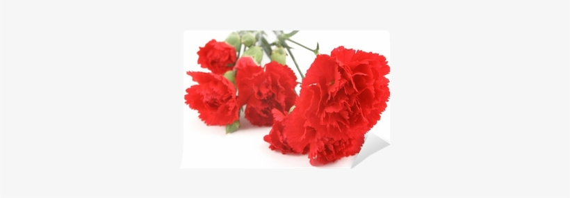 Dianthus, transparent png download