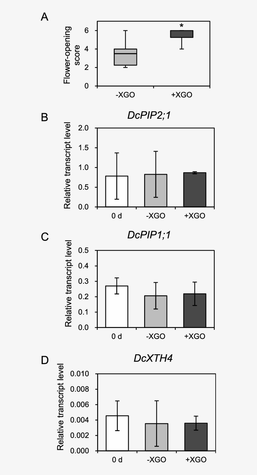 Gene Expression Analysis In Xgo-treated Flowers Of - Diagram, transparent png download