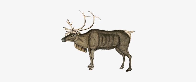 Reindeer, Vintage, Art, Deer, Animal - Vintage Animal Png, transparent png download