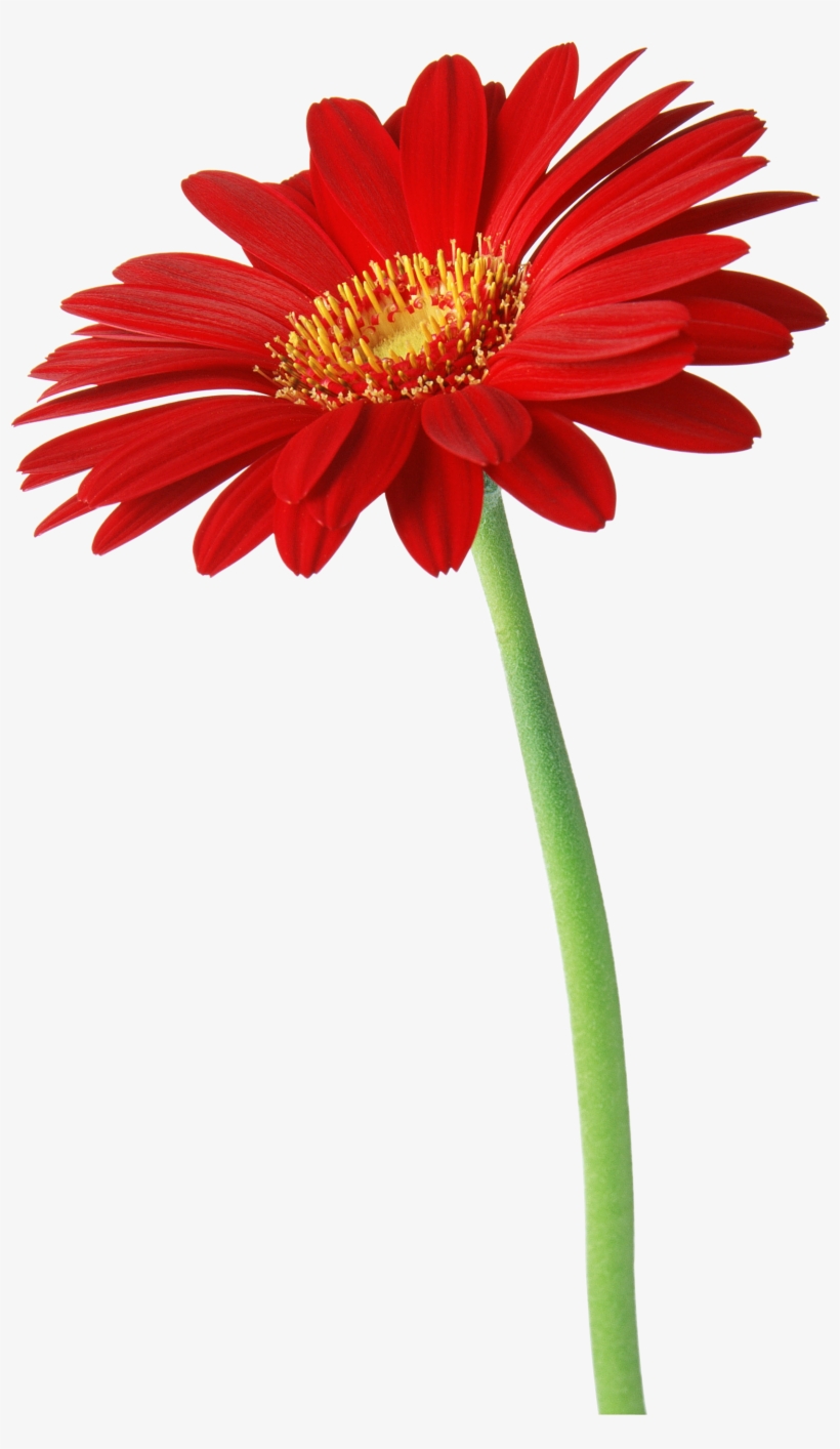 6, transparent png download