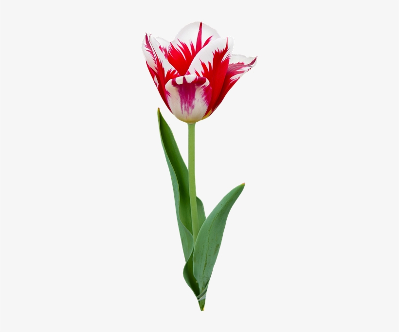 Nature, Flower, Plant, Tulip, Flowers, Spring - Tulip, transparent png download