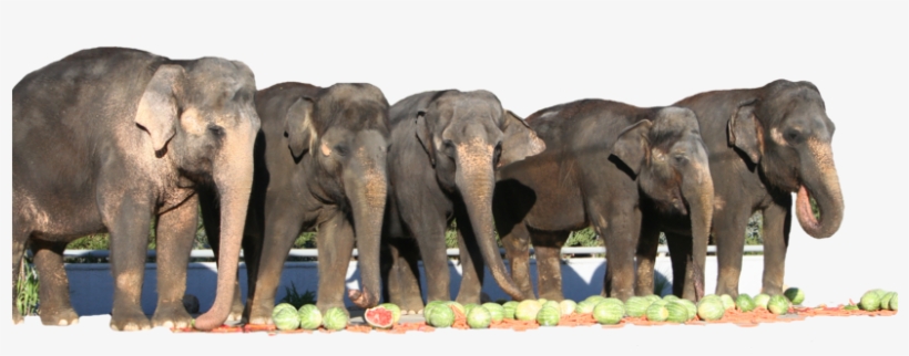 Elephant Videos - Have Trunk Will Travel Elephants, transparent png download