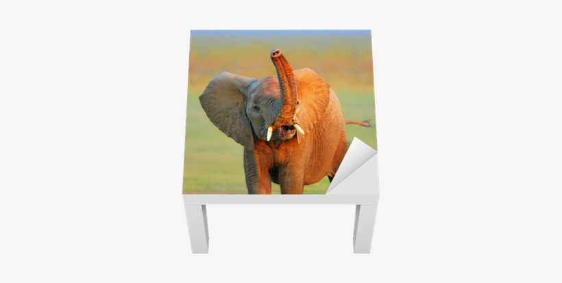 Raised Trunk Lack Table Veneer • Pixers® • We Live - Illustration, transparent png download