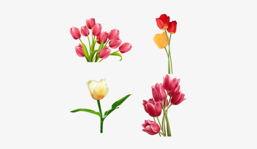 Tulips Flowers Clip Art, transparent png download
